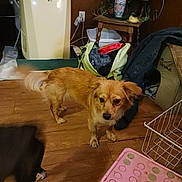 Wiggles joined the competition — help win amazing prizes! dog, indoor, wooden_floor, air_conditioner, bag, clothes, table, vase, plant, pet_house, pink_mat, basket, brown_wall, curious, small_dog, furniture, floor, houseplant, home, cozy