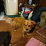 dog, indoor, wooden_floor, air_conditioner, bag, clothes, table, vase, plant, pet_house, pink_mat, basket, brown_wall, curious, small_dog, furniture, floor, houseplant, home, cozy
