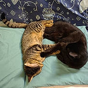 Blacki is registered to the contest to win money with this photo: cat, cats, tabby_cat, black_cat, pet, animal, feline, sleeping, relaxing, cuddling, bed, bedroom, blanket, pillow, fabric, patterned, indoors, cozy, overhead_view, playful