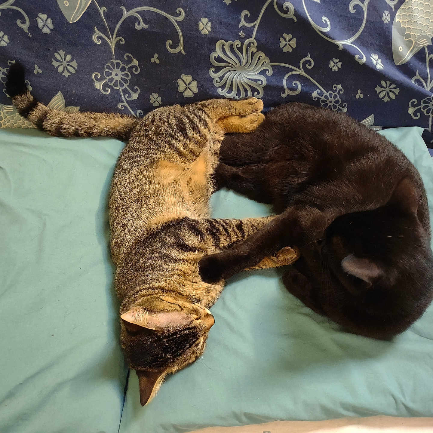 Blacki is registered to the contest to win money with this photo: cat, cats, tabby_cat, black_cat, pet, animal, feline, sleeping, relaxing, cuddling, bed, bedroom, blanket, pillow, fabric, patterned, indoors, cozy, overhead_view, playful