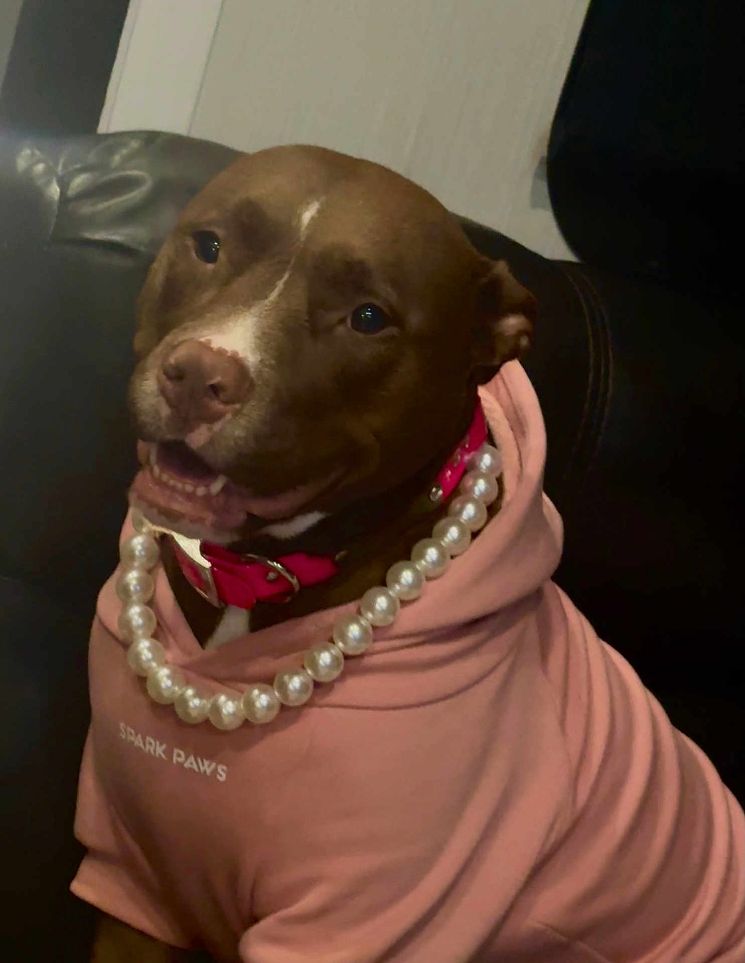 Allie Mae is registered to the contest to win money with this photo: dog, brown_dog, hoodie, pink_hoodie, pearl_necklace, collar, pet, happy, smiling, indoor, couch, leather_couch, fashion, accessory, cute, portrait, animal, domestic_animal, sitting, cozy