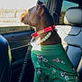 dog, car_interior, dog_clothing, green_outfit, collar, pearl_necklace, leash, window, daylight, seat, side_profile, pet, canine, looking_out_window, black_leather_seat, sunlight, resting, cute, domestic_animal, travel