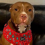 Allie Mae joined the competition — help win amazing prizes! dog, brown_dog, pet, harness, red_harness, christmas_theme, holiday, festive, leather_couch, indoor, portrait, sitting, canine, animal, cute, looking_at_camera, calm, household, domestic, mammal