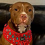 dog, brown_dog, pet, harness, red_harness, christmas_theme, holiday, festive, leather_couch, indoor, portrait, sitting, canine, animal, cute, looking_at_camera, calm, household, domestic, mammal