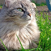 Ulna participe au concours pour gagner de l'argent avec cette photo : animal, cat, closeup, cute, daisy, daylight, ears, feline, flower, fluffy, grass, gray_cat, greenery, nature, outdoor, pet, portrait, relaxing, sunlight, whiskers