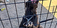 Nova is registered to the contest to win money with this photo: dog, black_dog, fence, wire_fence, outdoor, enclosure, paw, tongue, chain_collar, playful, pet, animal, sunlight, shadow, yard, ground, metal, canine, excited, cage