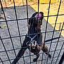 dog, black_dog, fence, wire_fence, outdoor, enclosure, paw, tongue, chain_collar, playful, pet, animal, sunlight, shadow, yard, ground, metal, canine, excited, cage