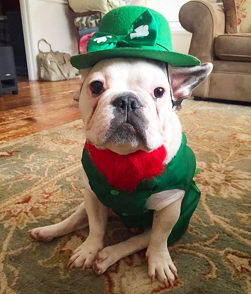 Dougie is registered to the contest to win money with this photo: bulldog, canidae, carnivore, companion_dog, couch, dog, dog_breed, dog_collar, fashion_accessory, fawn, flooring, grass, hat, holiday, molosser, snout, sporting_group, terrestrial_animal, toy_dog, working_animal