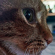 Yuna a rejoint le concours — aidez-le/la à gagner de superbes lots ! animal, background_blur, cat, close_shot, close_up, curious, domestic_cat, eye, feline, focus, fur, indoor, indoor_lighting, muzzle, pet, portrait, profile, soft_light, texture, whiskers