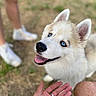 animal, blue_eyes, blurred_background, canine, cute, dog, friendly, grass, hand, happy, human_leg, husky, looking_up, nature, outdoor, pet, playing, puppy, tongue_out, white_fur