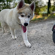 Mowgli a rejoint le concours — aidez-le/la à gagner de superbes lots ! dog, puppy, husky, blue_eyes, tongue_out, walking, outdoor, gravel_path, nature, greenery, fur, canine, young, pet, animal, playful, daylight, ears_up, muzzle, happy