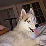 Mowgli participe au concours pour gagner de l'argent avec cette photo : dog, husky, indoor, blanket, window, tongue_out, pet, animal, cozy, fur, blue_eyes, relaxed, home, white_fur, curtains, scooter, lying_down, mammal, companion, cute