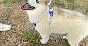 Mowgli a rejoint le concours — aidez-le/la à gagner de superbes lots ! animal, blue_eyes, canine, dog, field, fluffy, footwear, grass, happy, human_hand, husky, looking_up, nature, open_mouth, outdoor, person, pet, playful, puppy, young