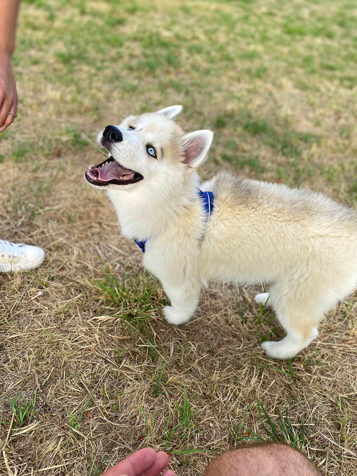 Mowgli a rejoint le concours — aidez-le/la à gagner de superbes lots ! dog, puppy, husky, blue_eyes, grass, outdoor, pet, animal, playful, happy, fluffy, canine, young, nature, field, human_hand, footwear, person, looking_up, open_mouth