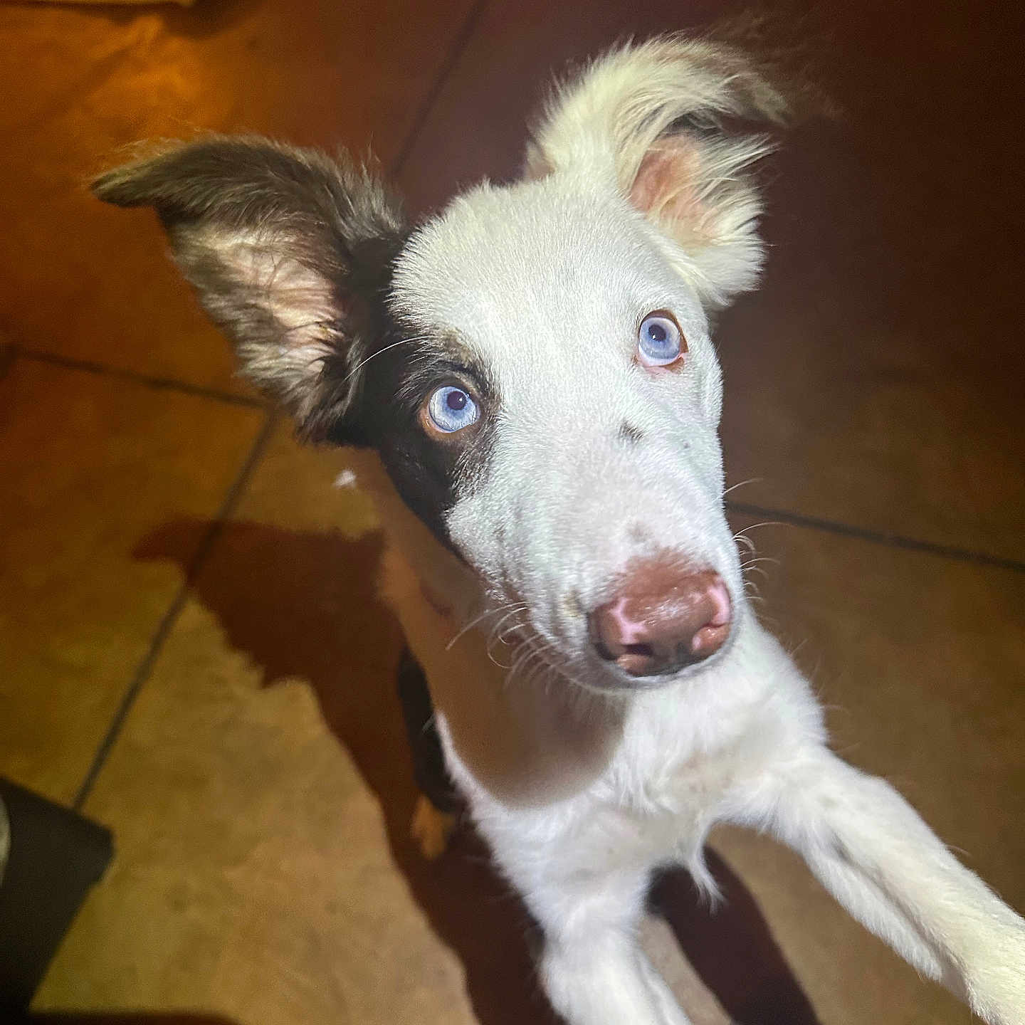 Sadie joined the competition — help win amazing prizes! alert, animal, black_and_white, blue_eyes, canine, close_up, companion, curious, dog, ears, fur, indoor, looking_up, nose, pet, playful, shadow, tile_floor, whiskers, young_dog