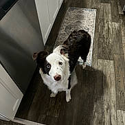 Sadie is registered to the contest to win money with this photo: dog, canine, pet, indoor, kitchen, wooden_floor, curious, black_and_white, floor_rug, cabinet, appliance, looking_up, ears, fur, domestic_animal, household, animal, companion, flooring, spot