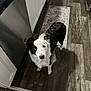 dog, canine, pet, indoor, kitchen, wooden_floor, curious, black_and_white, floor_rug, cabinet, appliance, looking_up, ears, fur, domestic_animal, household, animal, companion, flooring, spot