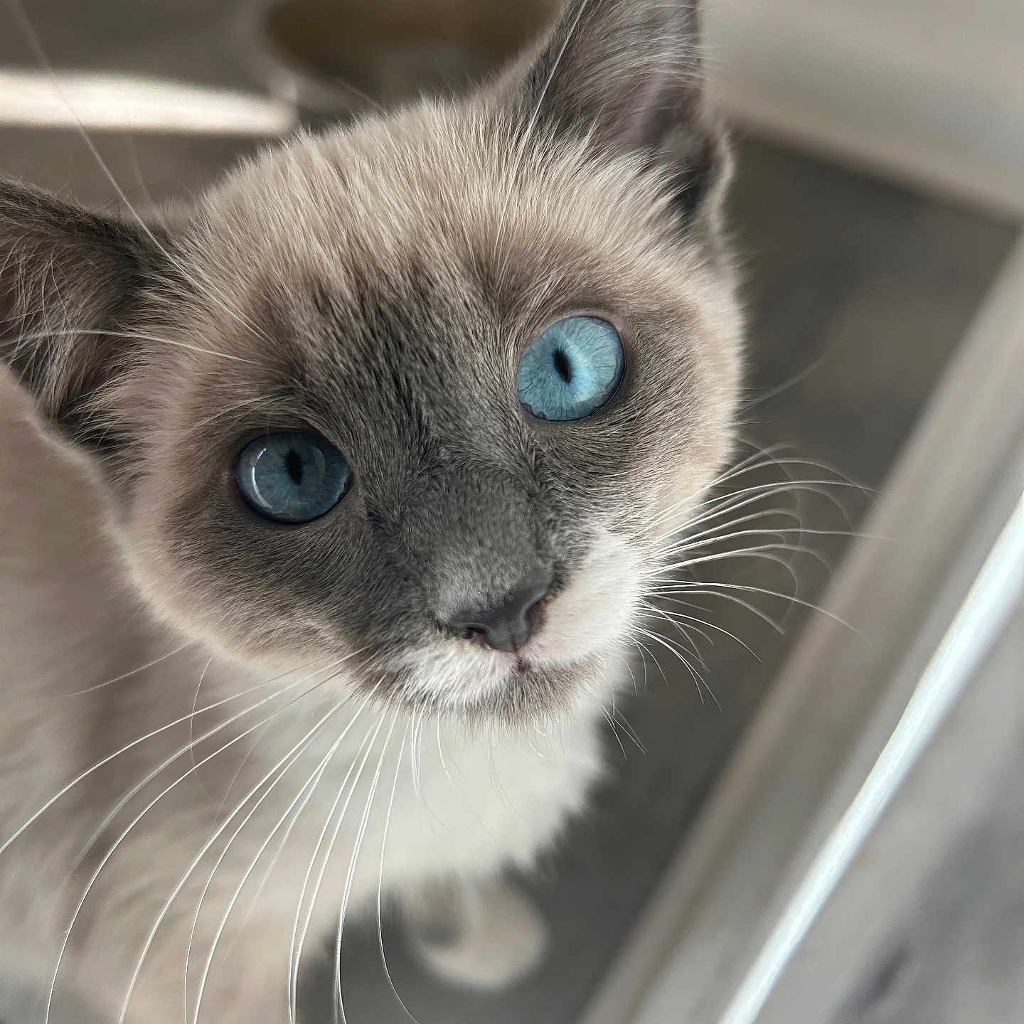 Cylipso joined the competition — help win amazing prizes! animal, blue_eyes, cat, close_up, curious, cute, domestic_cat, face, feline, floor, food_bowl, fur, indoor, looking_up, pet, portrait, soft_light, whisker, whiskers, young_cat