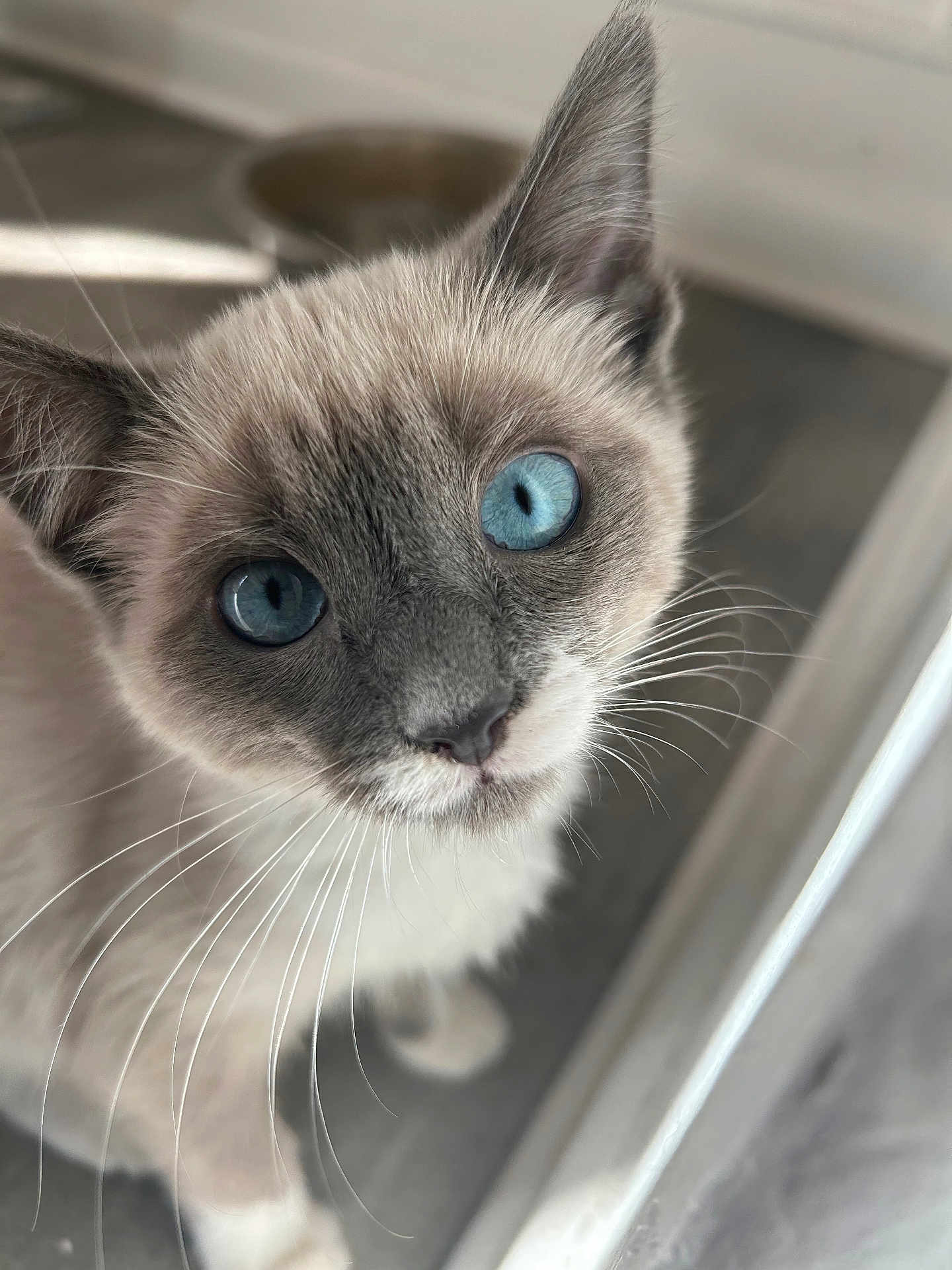 Cylipso joined the competition — help win amazing prizes! cat, blue_eyes, whiskers, close_up, pet, feline, curious, indoor, floor, food_bowl, animal, young_cat, fur, portrait, looking_up, domestic_cat, cute, soft_light, whisker, face