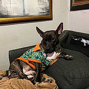 Dory is registered to the contest to win money with this photo: animal, artwork, blanket, brindle, canine, casual, clothing, cozy, dog, ears, furniture, home, indoor, painting, paw, pet, portrait, relaxed, resting, sofa