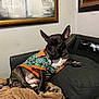 animal, artwork, blanket, brindle, canine, casual, clothing, cozy, dog, ears, furniture, home, indoor, painting, paw, pet, portrait, relaxed, resting, sofa