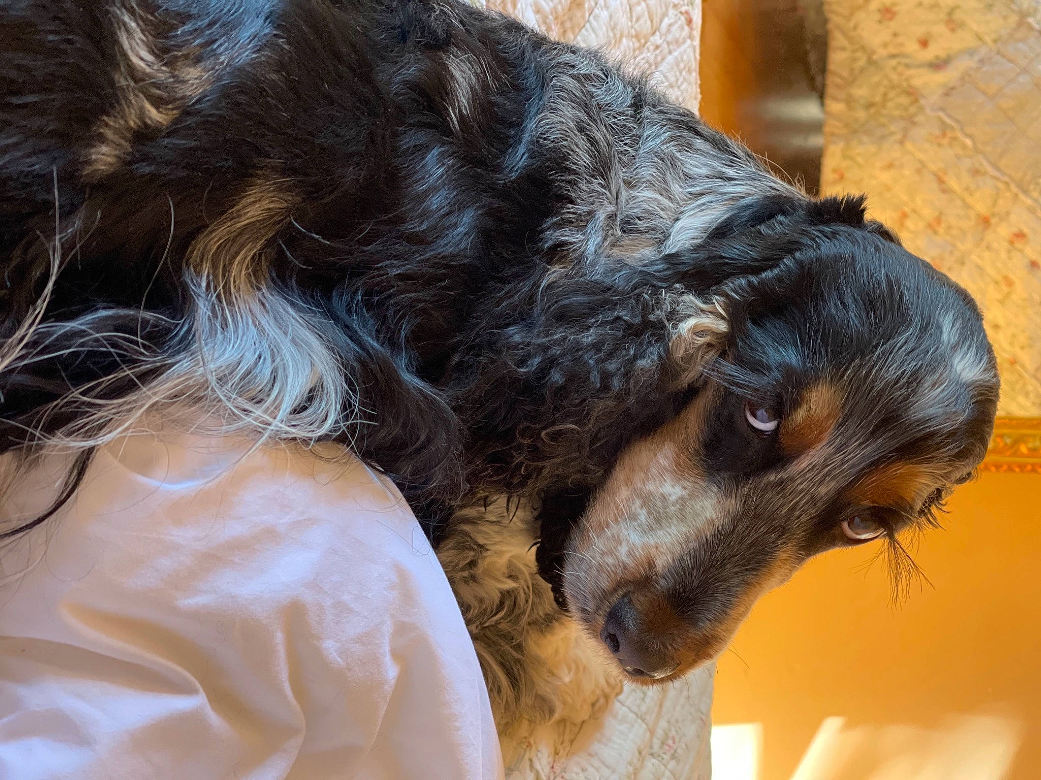 Oslo participe au concours pour gagner de l'argent avec cette photo : canidae, carnivore, claw, comfort, companion_dog, dog, dog_breed, ear, fur, hair, liver, small_terrier, snout, sporting_group, terrier, water_dog, whiskers, working_animal, working_dog, working_terrier