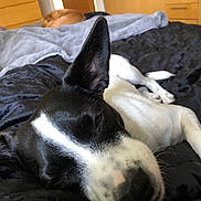 Nipper is registered to the contest to win money with this photo: dog, sleeping, black_and_white, bed, blanket, indoor, furniture, wooden, napping, pet, cozy, resting, canine, animal, bedroom, soft, domestic, companion, relaxed, fur