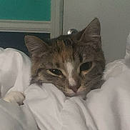 Cardi is registered to the contest to win money with this photo: cat, pet, blanket, indoor, cozy, sleepy, fur, whiskers, face, ears, resting, comfort, animal, cute, closeup, home, domestic, relaxed, soft, nap