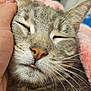 animal, blanket, cat, close_up, comfort, cozy, cute, domestic_cat, ears, face, fur, gray_tabby, hand, indoor, nap, nose, pet, relaxed, sleeping, whiskers