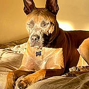 Corto participe au concours pour gagner de l'argent avec cette photo : animal, bed, bedroom, boxer, bulldog, canine, couch, dog, frenchbulldog, furniture, greatdane, head, indoors, interiordesign, person, pet, pitbull, puppy, room, snout