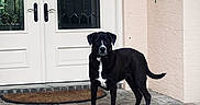 Derby is registered to the contest to win money with this photo: dog, black_dog, white_markings, porch, brick_floor, door, double_door, glass_panels, mat, outdoor, pet, animal, guard, alert, standing, house, wall, lamp, plants, daylight