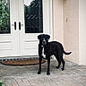dog, black_dog, white_markings, porch, brick_floor, door, double_door, glass_panels, mat, outdoor, pet, animal, guard, alert, standing, house, wall, lamp, plants, daylight