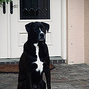 Derby joined the competition — help win amazing prizes! dog, black_dog, white_chest, sitting, outdoor, patio, brick_floor, door, front_door, house, animal, pet, canine, guarding, waiting, portrait, fence, leaves, daylight, quiet