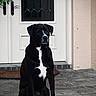 dog, black_dog, white_chest, sitting, outdoor, patio, brick_floor, door, front_door, house, animal, pet, canine, guarding, waiting, portrait, fence, leaves, daylight, quiet