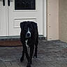 Derby joined the competition — help win amazing prizes! dog, black_dog, white_markings, pet, animal, canine, porch, brick_pavement, door, front_door, outdoor, walking, alone, quiet, daylight, curious, focused, house, residential, pet_outdoor