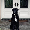 Derby is registered to the contest to win money with this photo: dog, black_dog, sitting, front_door, white_door, glass_panels, paved_floor, mat, pet, animal, outdoor, house_entrance, guard_dog, portrait, quiet, calm, domestic_animal, canine, loyal, watchful