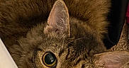 Cinnamon Toast is registered to the contest to win money with this photo: cat, tabby, pet, animal, fur, ears, eyes, whiskers, carpet, curious, indoor, closeup, looking, face, cute, feline, domestic, mammal, portrait, cozy
