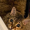 cat, tabby, pet, animal, fur, ears, eyes, whiskers, carpet, curious, indoor, closeup, looking, face, cute, feline, domestic, mammal, portrait, cozy