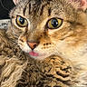 Cinnamon Toast joined the competition — help win amazing prizes! cat, tabby, close_up, yellow_eyes, tongue_out, fluffy, fur, whiskers, pet, animal, cute, curious, mischievous, domestic_cat, feline, portrait, indoor, soft_texture, face, ears