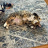 Cinnamon Toast is registered to the contest to win money with this photo: cat, tabby_cat, fluffy, lying_down, carpet, rug, toy, floor, wood_floor, indoor, pet, playful, curious, paws, wide_eyes, relaxed, home, striped, furniture, bag