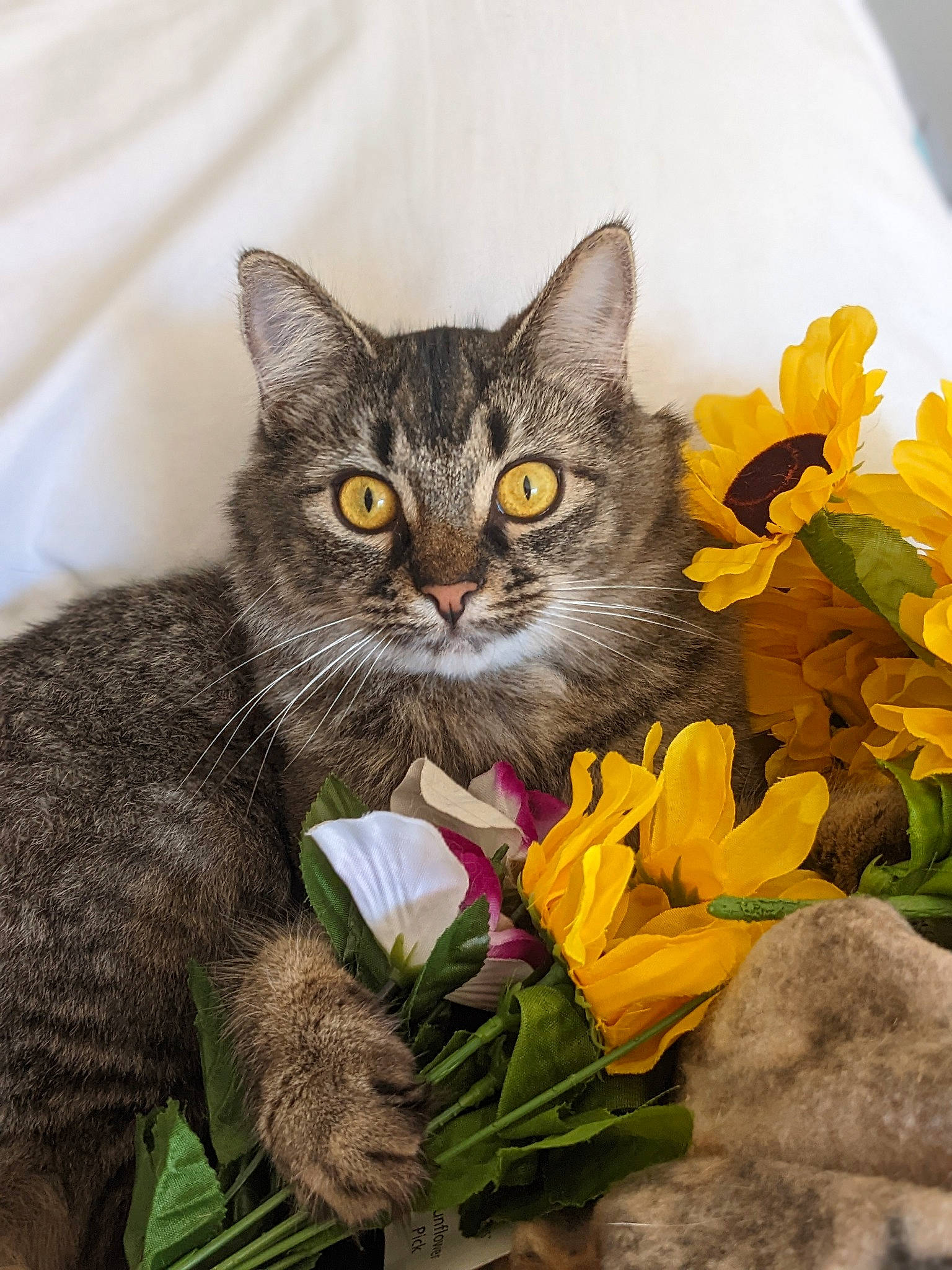 Dharma joined the competition — help win amazing prizes! annual_plant, art, carnivore, cat, domestic_short_haired_cat, felidae, flower, flowering_plant, fur, grass, grey, groundcover, illustration, petal, plant, puzzle, small_to_medium_sized_cats, snout, terrestrial_animal, whiskers