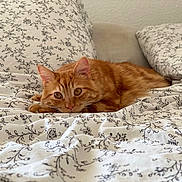 Chaussette participe au concours pour gagner de l'argent avec cette photo : cat, ginger_cat, bed, pillow, blanket, floral_pattern, indoor, pet, animal, feline, resting, cute, cozy, fur, whiskers, ears, eyes, home, comfort, relaxation