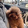 Hershey joined the competition — help win amazing prizes! dog, poodle, toy_poodle, pet, brown_fur, fluffy, eyes, nose, lap, seatbelt, person_partial, car_interior, steering_wheel, car_door, window, parking_lot, tree, bow, portrait, cozy