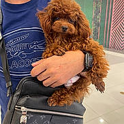 Hershey is registered to the contest to win money with this photo: dog, toy_poodle, poodle, pet, brown_fur, fluffy, person, arm, hand, smart_watch, bag, leather_bag, louis_vuitton, t_shirt, face_mask, indoor, mall, tile_floor, patterned_wall, portrait