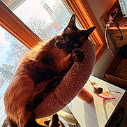 Daylight is registered to the contest to win money with this photo: animal, cat, cat_bed, cozy, daylight, feathers, fur, furniture, home, indoor, paw, pet, playful, relaxing, resting, siamese_cat, sleeping_cat, sunlight, toy, window