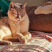 Bozo participe au concours pour gagner de l'argent avec cette photo : animal, blanket, cat, comfy, couch, cozy, cute, daylight, fur, furniture, home, indoor, living_room, paw, pet, plush_toy, relaxing, resting, sunlight, whiskers