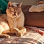 animal, blanket, cat, comfy, couch, cozy, cute, daylight, fur, furniture, home, indoor, living_room, paw, pet, plush_toy, relaxing, resting, sunlight, whiskers