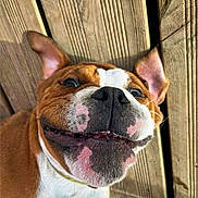 Paco a rejoint le concours — aidez-le/la à gagner de superbes lots ! dog, close_up, smiling, happy, pet, canine, brown_fur, white_fur, wooden_floor, outdoor, tongue, ears, nose, face, animal, playful, cute, portrait, laying_down, sunlight