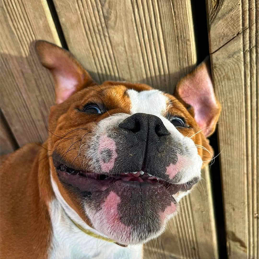 Paco a rejoint le concours — aidez-le/la à gagner de superbes lots ! dog, close_up, smiling, happy, pet, canine, brown_fur, white_fur, wooden_floor, outdoor, tongue, ears, nose, face, animal, playful, cute, portrait, laying_down, sunlight