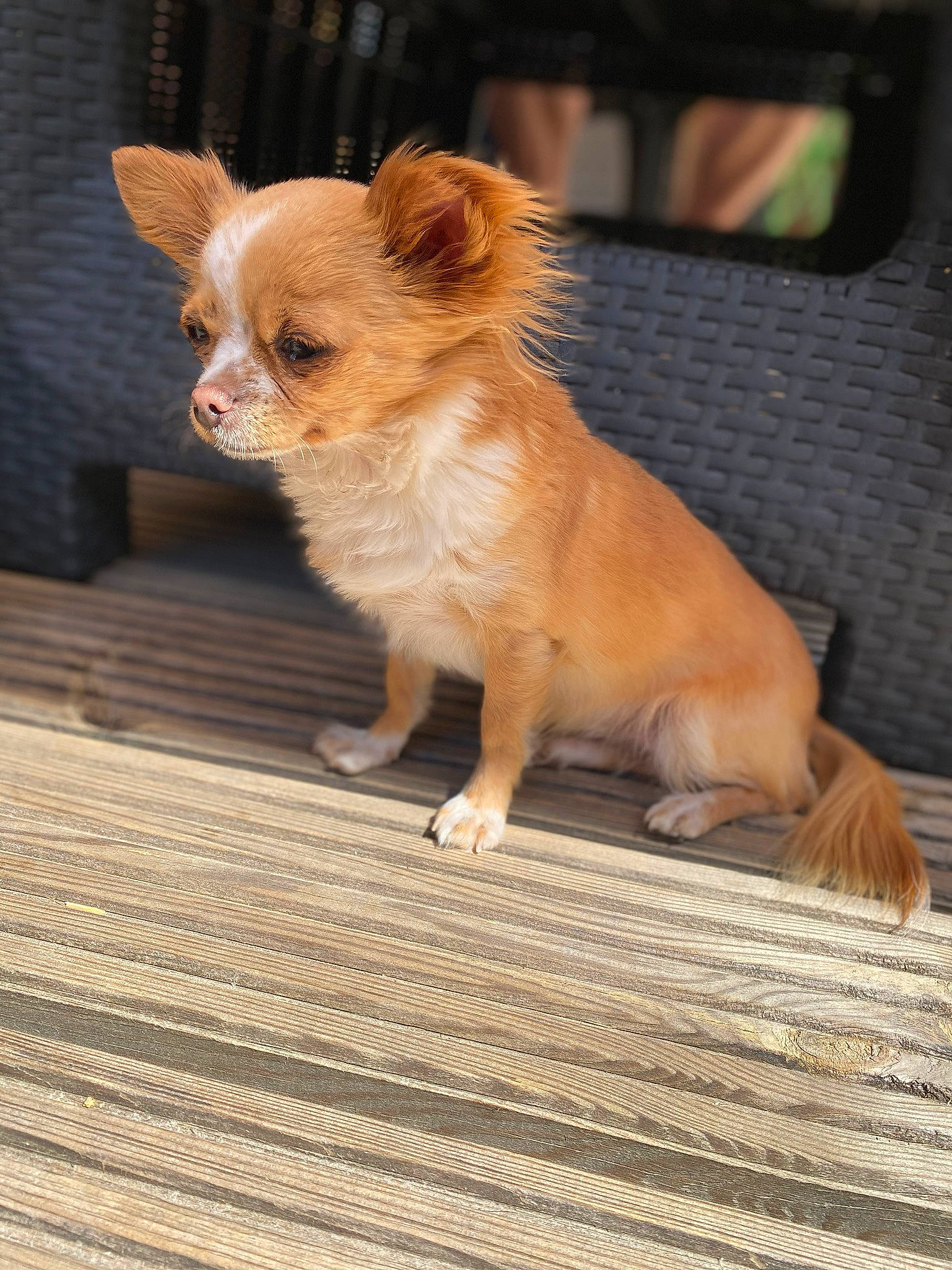 Leyla participe au concours pour gagner de l'argent avec cette photo : canidae, carnivore, chihuahua, claw, companion_dog, dog, dog_breed, dog_supply, fawn, flooring, fur, paw, pet_supply, snout, sporting_group, tail, terrestrial_animal, toy_dog, whiskers, wood